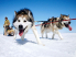 husky1-1200x970_1